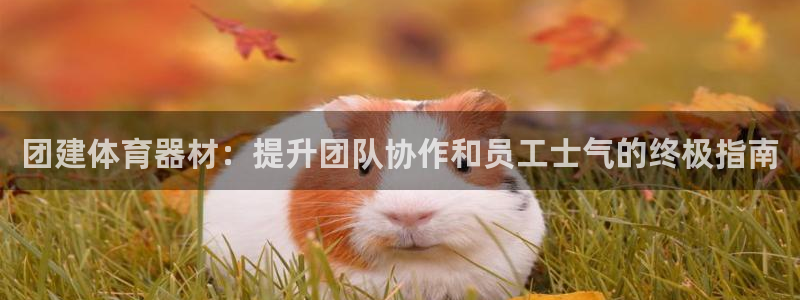 星娱乐文化传媒有限公司：团建体育器材：提升团队协作和