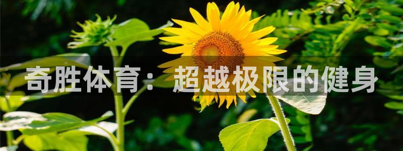 星欧娱乐